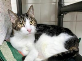 Humane Society of Sonoma County – Healdsburg Activity Log June 10 – June 16