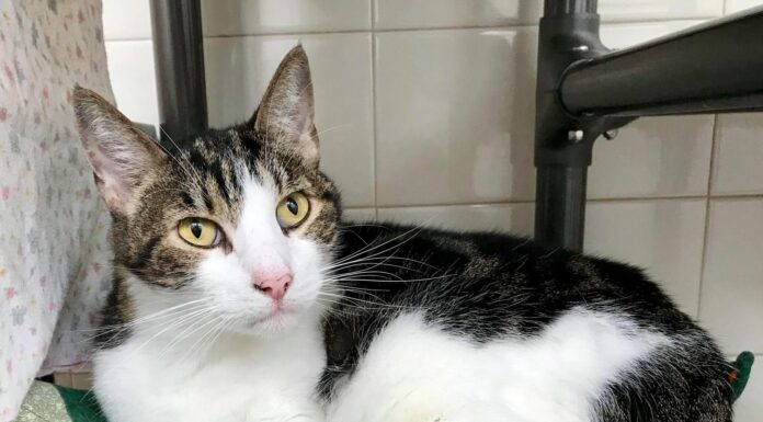 Humane Society of Sonoma County – Healdsburg Activity Log June 10 – June 16