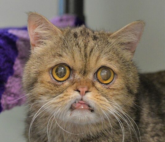 Animal Logs Sept. 3-8