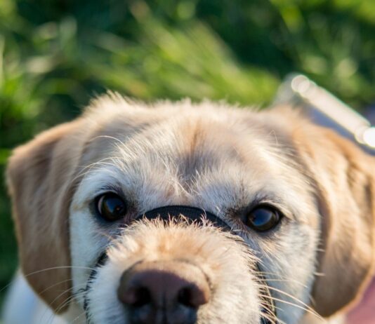 What happens when a dog bites?