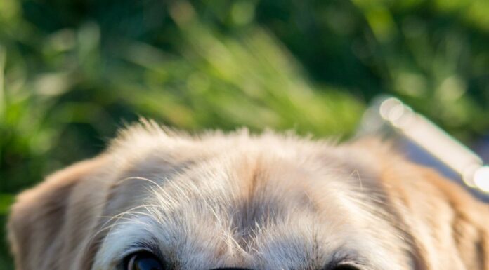 What happens when a dog bites?