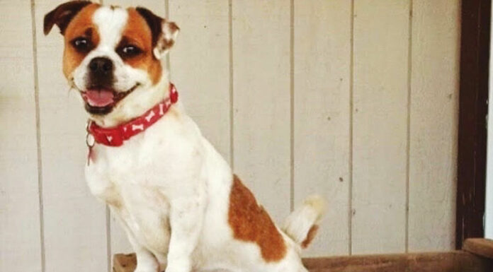 Pit bull attack on West County Trail