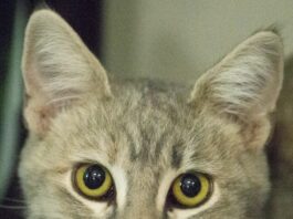 Healdsburg animal logs, Nov. 25 – Dec. 1