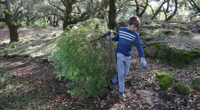 For fire fuel management LandPaths is letting people harvest their own fir trees