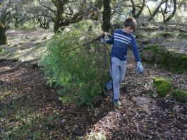 Cutting Christmas trees to reduce fire danger
