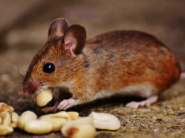 Health department sweep in west county