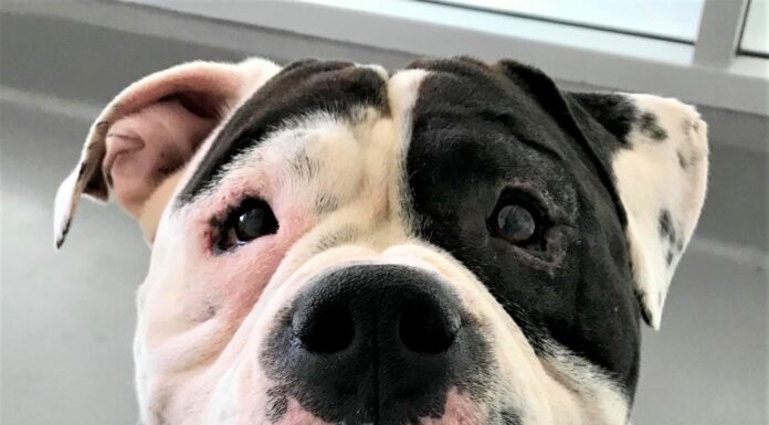 Healdsburg animal shelter logs, Feb. 20