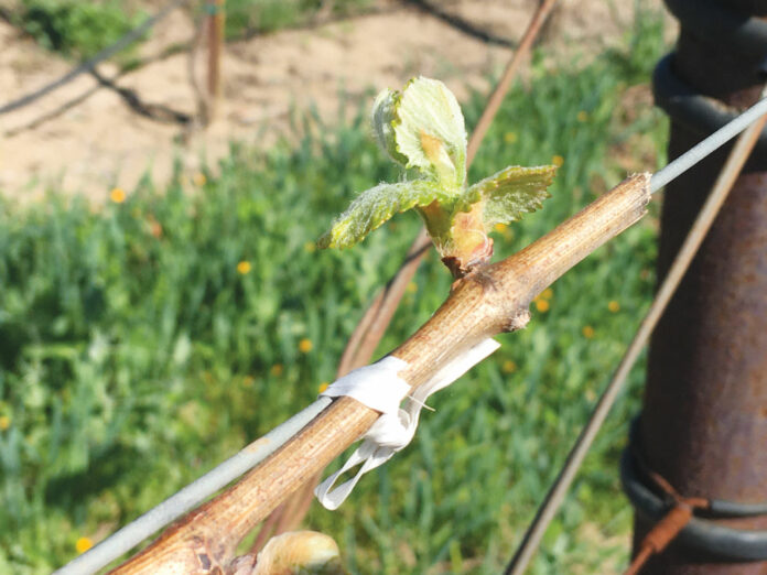 BudBreak