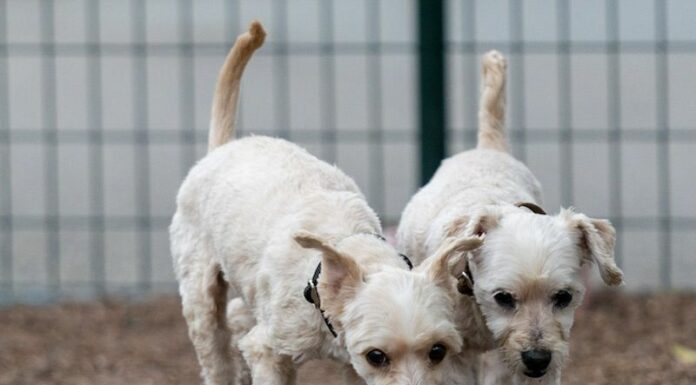 Green Dogs of the Week: Amax and Koko