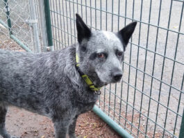 Green Dog of the Week Queenie!