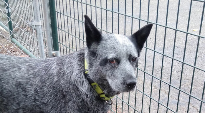 Green Dog of the Week Queenie!