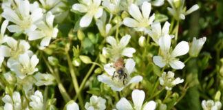 Sebastopol Meadowfoam blossoms again in vernal pool restoration area