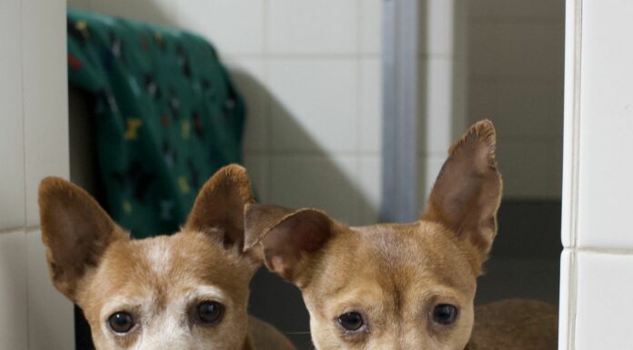 City council renews contract with humane society