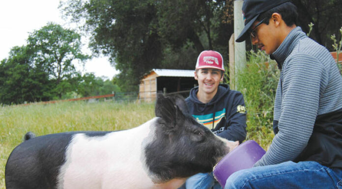 FFA chapter and boosters putting on HTOWN Livestock Expo