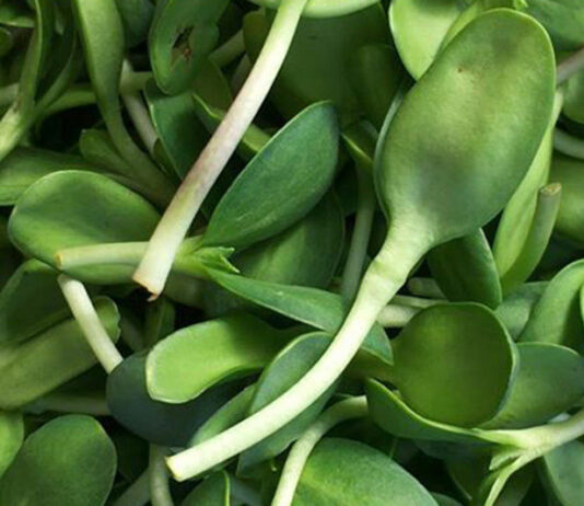 West county farmers markets adjust to pandemic challenges