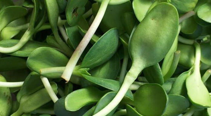 West county farmers markets adjust to pandemic challenges