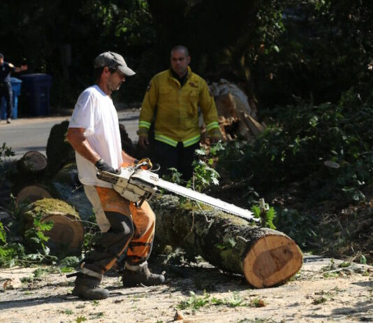 Tree limb loss blocks Elphick Road