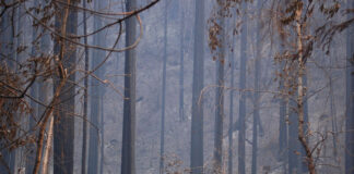 California’s ancient ‘asbestos’ forests no longer seem immune