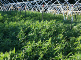 Cazadero cannabis grower pleads guilty to felony environmental violations