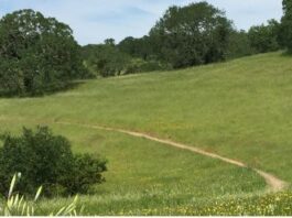 Olga Fernandez appointed by Gore to Parks Foundation