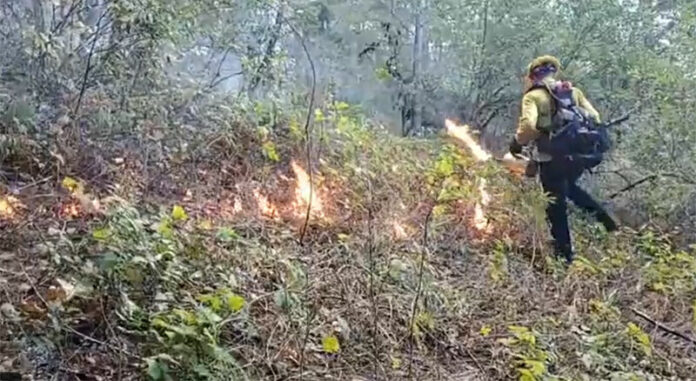 Controlled_burn.jpg