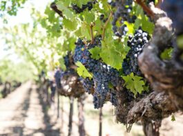 County hosting virtual workshop Feb. 18 on winery event rules