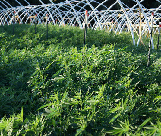 County’s updated cannabis ordinance sure to draw a crowd