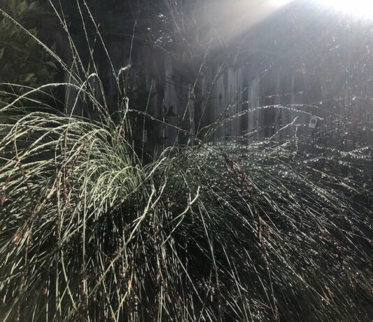 This Week in H’burg: After the rain