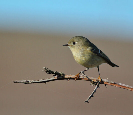 How to look at a bird: A primer for would-be birders