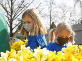 Daffodil day continues in Cloverdale