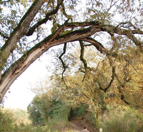 Ag + Open Space awards $5.8 million for community open space projects