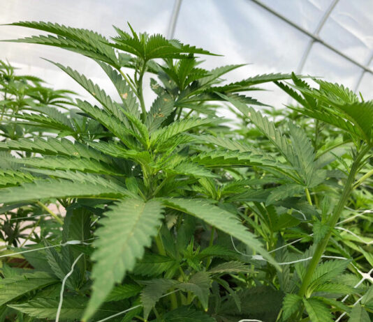 Cannabis town halls sort out grower and neighbor differences