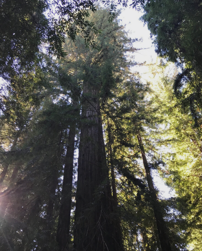 Clar_Tree.png