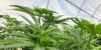 Commentary: Cultivating cannabis in Sonoma County