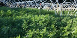 Misleading claims about cannabis