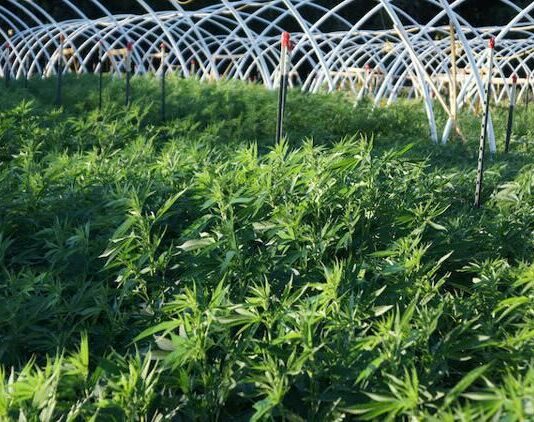 Misleading claims about cannabis