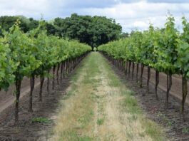 Permit Sonoma publishes draft Winery Events Ordinance