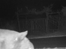 Sebastopol gets a ‘beary’ unique visitor