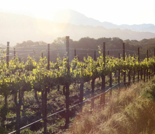Jordan Vineyard & Winery acquires Meola Vineyard