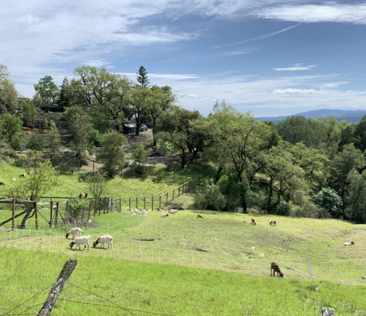Goats are coming to graze to reduce fire fuels at Fitch Mountain and Healdsburg Ridge