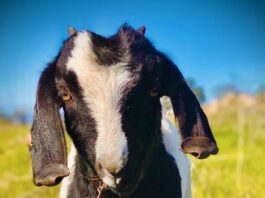 Meet a Sonoma County business that’s bringing goats to Fitch Mountain