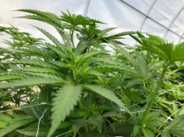 Freestone Valley Ford cannabis application to be heard by supervisors