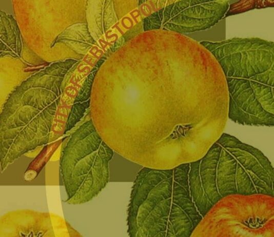 Sebastopol council receiving reports on regional trail, water hauling