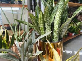 New houseplant shop coming to downtown Sebastopol