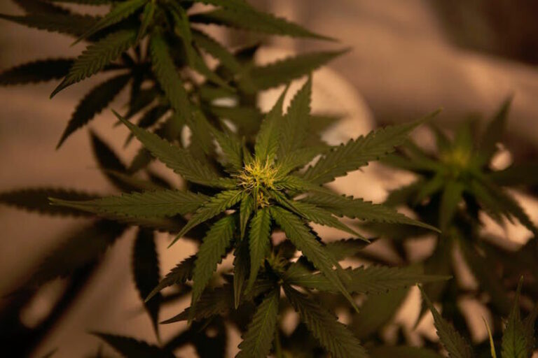 Healdsburg on track to explore the creation of a new cannabis ordinance