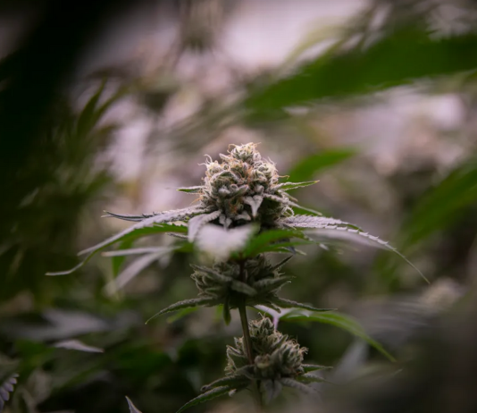 Newsom was the face of legal cannabis in California. Can he fix its problems?