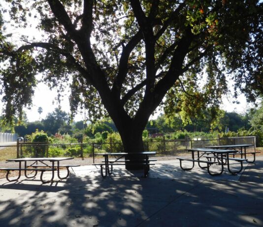 Healdsburg Parks Foundation launches first legacy bench project