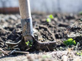 Cloverdale garden club scholarships open to current or future SRJC students