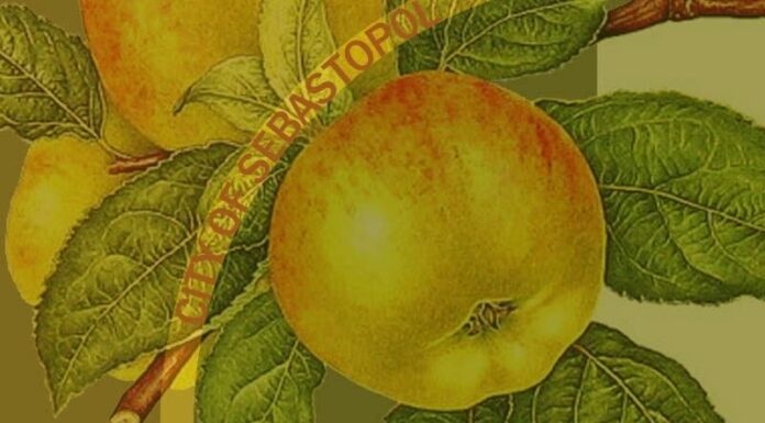 Sebastopol council discussing 10-unit townhome project, housing strategy