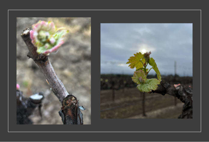 bud break ratte